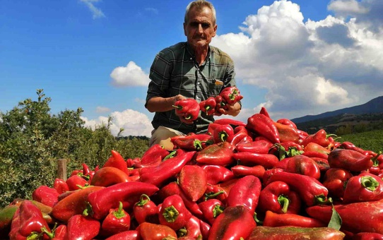Salihli'de Kapya Biber Hasadı Başladı