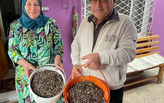 Kahverengi Kokarca Böceği Fındık Üreticilerini Tehdit Ediyor