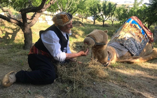 Bayburt'ta Deve Oyunu Geleneksel Bir Eğlence Olarak Yaşatılıyor