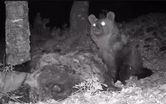 Kaz Dağları'nda fotokapanla bozayı görüntülendi