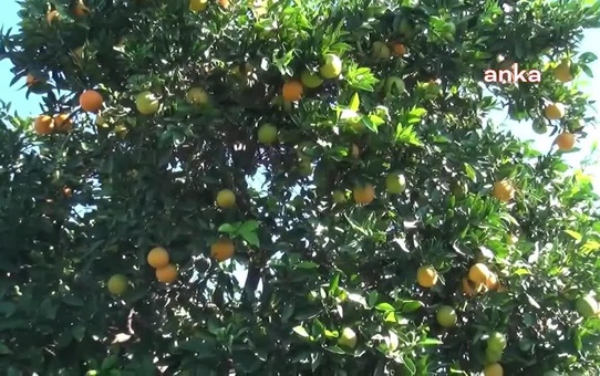 Nazillili Narenciye Üreticisi: 'Önümüzde Hasat Var Ancak Çiftçi Çok Tedirgin'