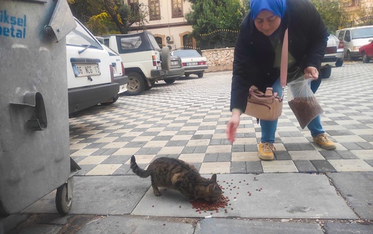 Ankara'nın Nallıhan ilçesinde sahipsiz kedilere mama kampanyası düzenlendi