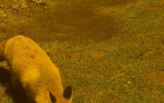 Muş'ta Tilkiyi Besleyen Kenan Turan