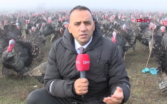 Tekirdağ'da Yılbaşı Hindisi Fiyatları Yükseldi