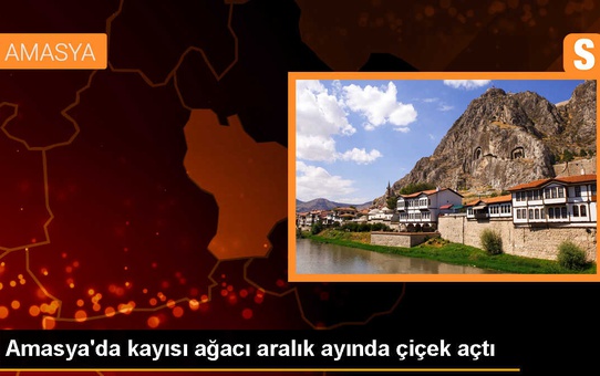 Amasya'da Kayısı Ağacı Aralık Ayında Çiçek Açtı