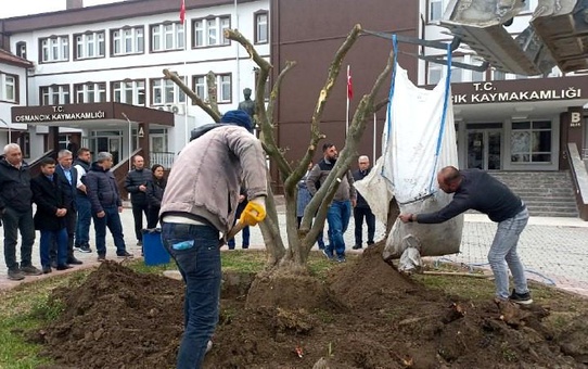 Osmancık'ta Zeytin Yetiştiriciliği Artıyor