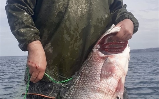 Sinop'ta 15 Kilogramlık Levrek Yakalandı