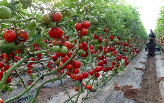 Silifke'de Örtü Altı Domates Hasadı Başladı