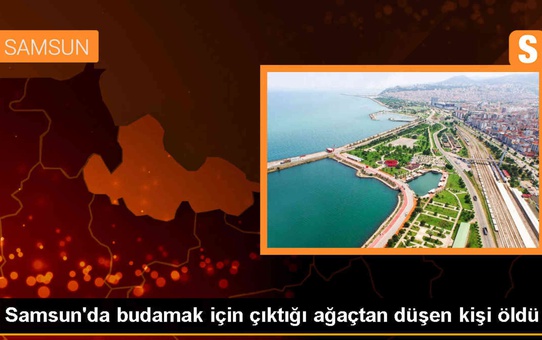 Samsun'da ağaçtan düşen kişi hayatını kaybetti