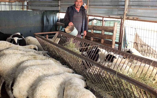 Koyuncu, kuzularını kesmek istemedi