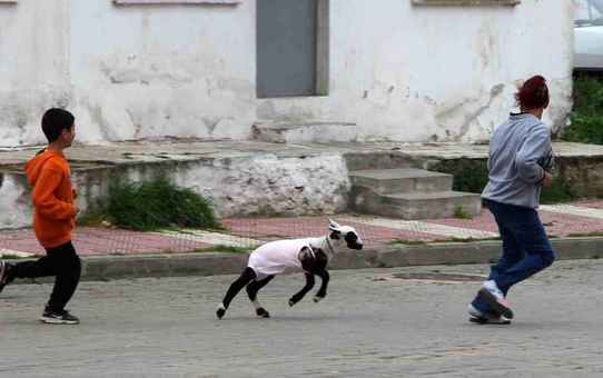Manisa'da Bebeklerini Kaybeden Anne, Kuzusuyla Acıları Atlatıyor