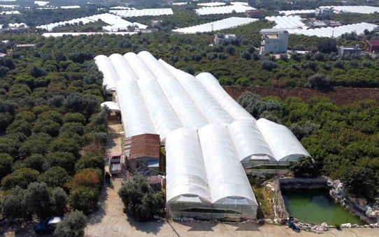 Mersin'de Çift Ürün Hasadı: Üzüm Bağlarının Altında Fasulye Yetiştiriliyor