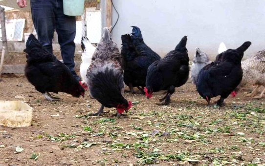 Yozgat'ta Araucana cinsi tavukların yeşil yumurtaları ilgi görüyor