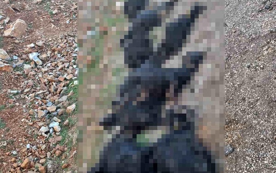 Bitlis'in Mutki ilçesinde yıldırım isabet etti, 17 koyun telef oldu