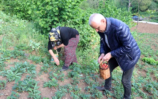 Zonguldak'ta İlk Çilek Hasadı Yapıldı: Kilogramı 150 TL