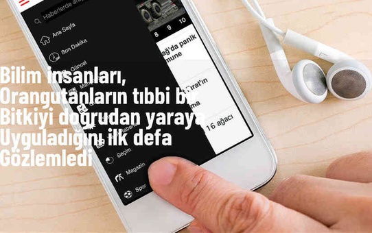 Orangutanlar Şifalı Bitki Kullanarak Yaralarını İyileştiriyor