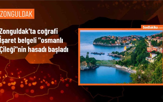 Zonguldak'ta Osmanlı Çileği Hasadı Başladı