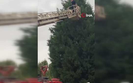 Yurt bahçesindeki ağaçta mahsur kalan kedi kurtarıldı