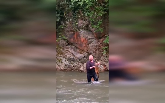 Borçka Belediye Çalışanı Çoruh Nehri'ne Düşen Karacayı Kurtardı