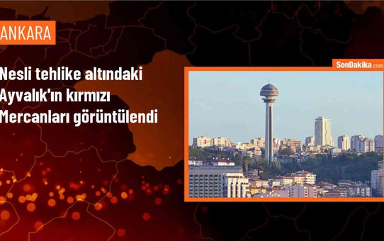 Ayvalık'ta Kırmızı Mercanlar ve Su Altı Zenginliği