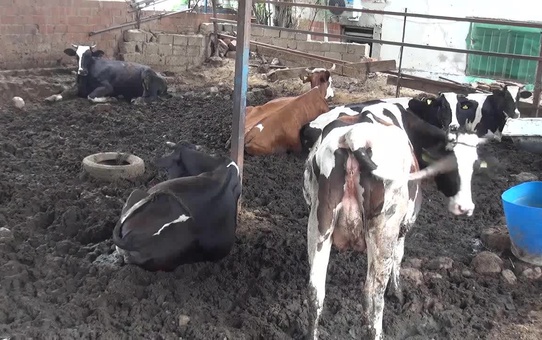 Hayvancılık Yapan Üretici: Asgari Ücretle Kazanılan Paraya Denk Gelmiyor