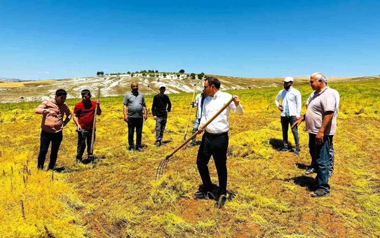 Adıyaman'ın Besni Kaymakamı Çağlar Partal, mercimek hasadına katıldı