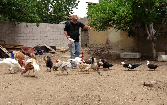 Yozgat'ta Hayvan Sevgisi: 100'e Yakın Kanatlı Hayvan, 1 At ve 8 Kangal