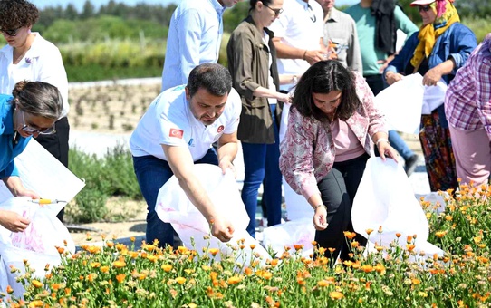 Gazi Köylerde Şifa Çiçekleri Açıyor Projesi'nde İlk Hasat Gerçekleştirildi