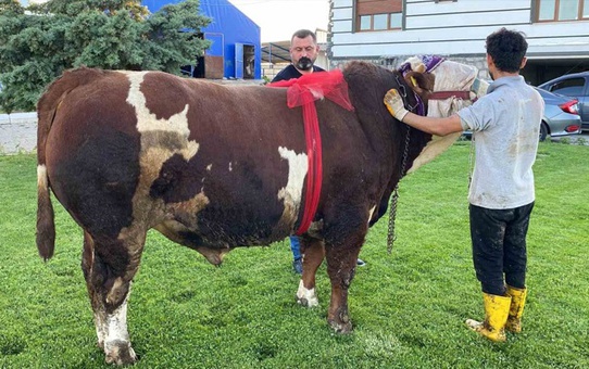 Yozgat'ta 960 kilogramlık boğa 230 bin liraya satılıyor