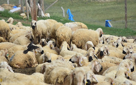 40 bin TL'ye çoban bulamayan köylüler, hayvanlarını satmaya başladı
