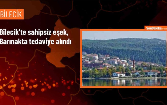 Bilecik'in Osmaneli ilçesinde sahipsiz bir eşek tedavi ediliyor