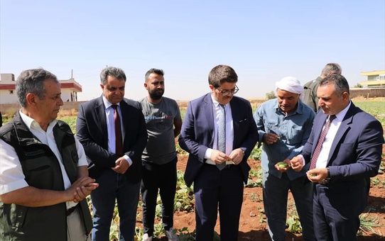 Viranşehir Kaymakamı Önder Koç, tescilli şelengo meyvesinin hasadına katıldı