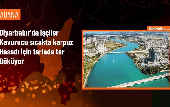 Diyarbakır'da örtü altında yetiştirilen karpuzlar 40 dereceyi aşan sıcaklıkta tarlalardan toplanıyor