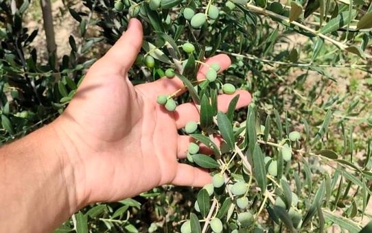 Manisalı genç girişimci İspanyol bodur zeytin fidanlarını yurt içine ve yurt dışına ihraç ediyor