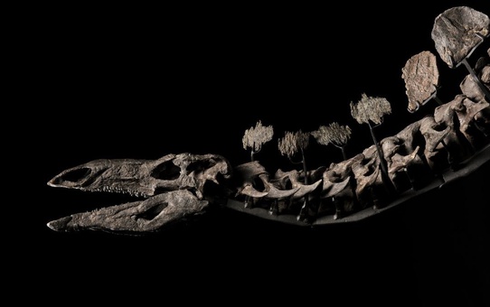 Stegosaurus Türü Dinozor Fosili 44,6 Milyon Dolara Satıldı
