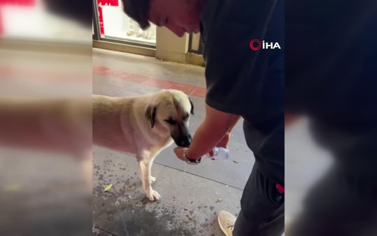 Kavurucu sıcakta susayan köpeği böyle serinletti