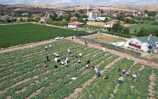 Çubuk'ta Salatalık Hasadı Başladı