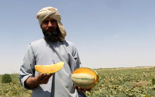 Afganistan'da Kavun Üretimi Artıyor