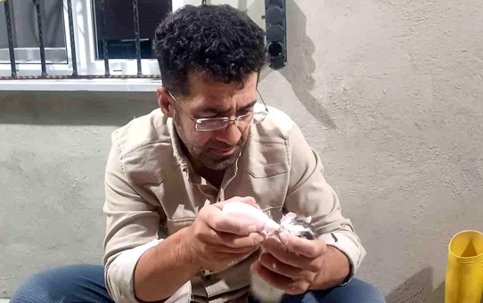 Erzincan'da terk edilen yavru kedilere sahip çıkan bir kişi