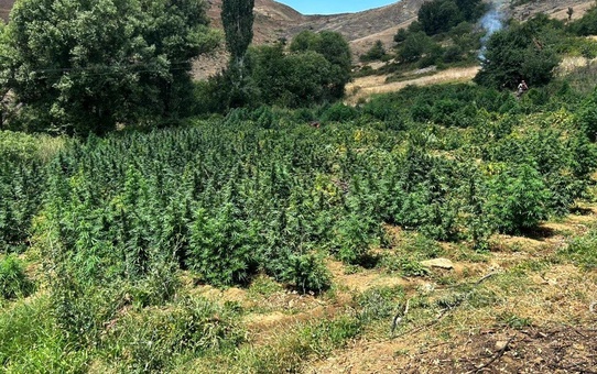 Diyarbakır'da büyük narko-terör operasyonu: 2 milyon 200 kök kenevir bitkisi ele geçirildi