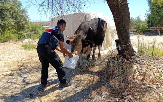 Antalya'da Ahır ve Samanlıkta Çıkan Yangında 3 İnek ve 12 Keçi Telef Oldu