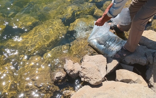 Manisa'da 5 gölete 75 bin sazan yavrusu bırakıldı