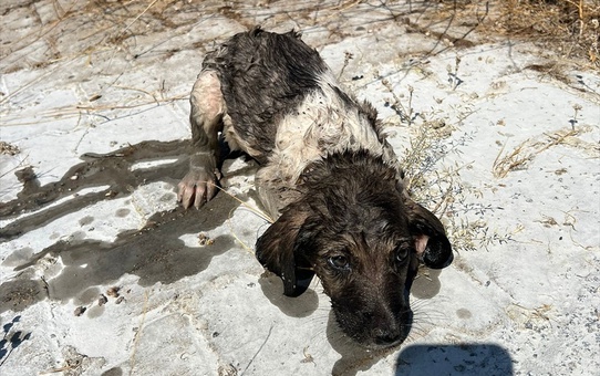 Muş'ta Kanalizasyon Çukuruna Düşen Köpek Yavrusu Kurtarıldı