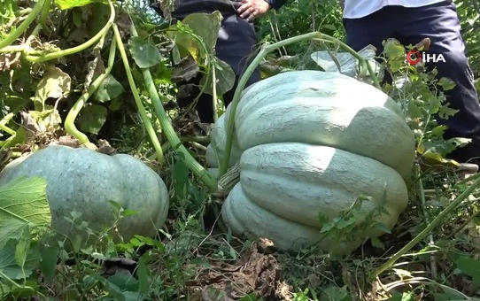 Muşlu çiftçi 50 kiloluk bal kabağı yetiştirdi