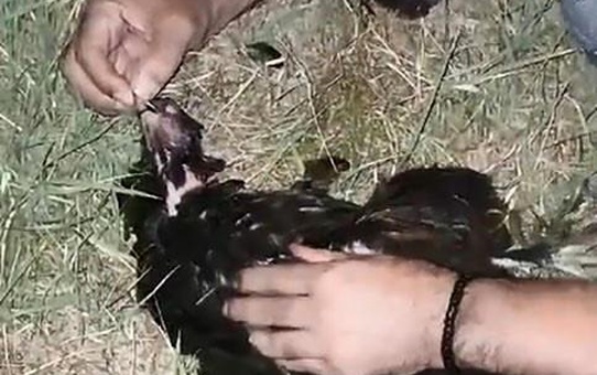 Bitlis'te Vatandaş Tavuğunu Hayata Döndürmek İçin Suni Teneffüs Yaptı