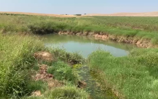 Şanlıurfa'da pamuk tarlalarında obruklar oluştu