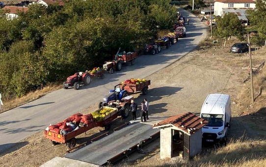 Büyükbelen'de Ceviz Hasadı Yoğun