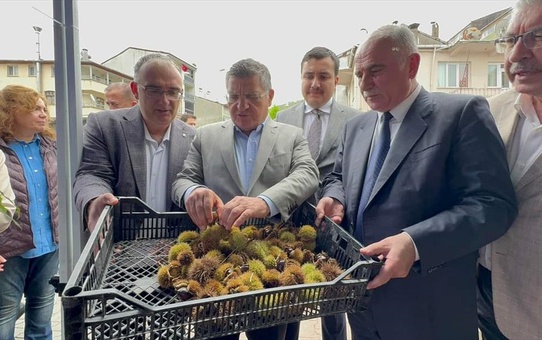 Erfelek'te Kestane Festivali Coşkusu
