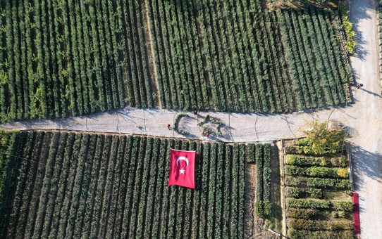 İznik'te Zeytinle Bayrak Kutlaması