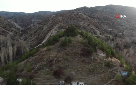 950 Yaşındaki Ardıç Ağacı Hayran Bırakıyor
